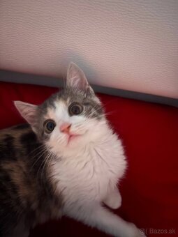Mačiatko - 3