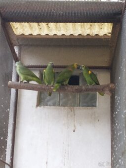 Papagáje predaj - 3