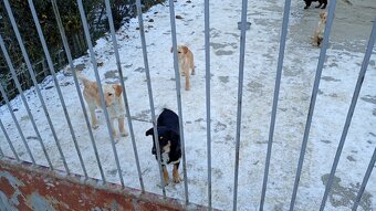 Darujem šteniatka - 3