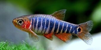 Razbora barmská (danio barmské ) - 3