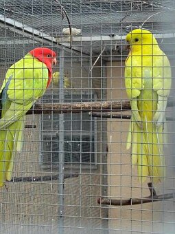 Papagáj Královský žltý predaj - 3