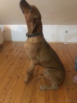 Rhodesian Ridgeback na krytie - 3
