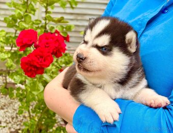 Modrooké šteňatá huskyho, medzinárodný rodokmeň FCI - 3