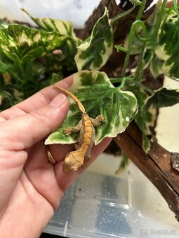 Pagekon riasnatý - 3