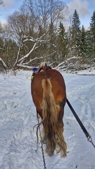 Predam ťažného žrebca - 3