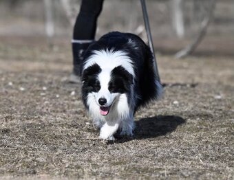 Border kólia s PP - 3