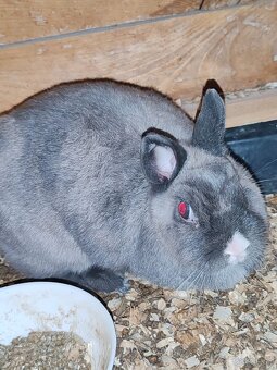 Zakrsle kraliky (cely chov) - 3