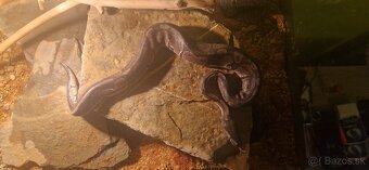 Python regius/ Krajta královská - 3