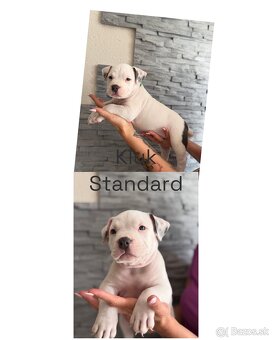 American Bully s PP - 3