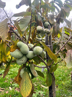 Asimina triloba-PAW-PAW - 3