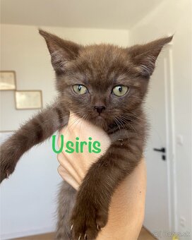 Scottish Fold / Straight - 3