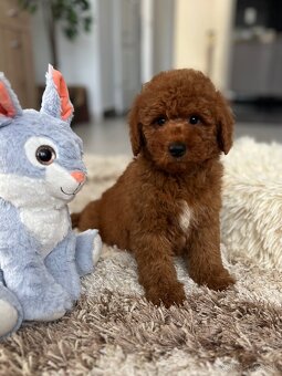 Miniature poodle, pudlik, pudel - 3