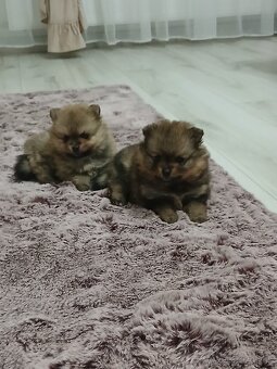 Pomeranian - 3