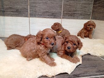 Cavapoo - 3