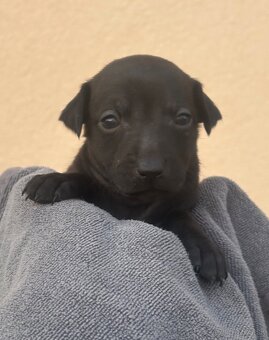 Taliansky chrtik - 3