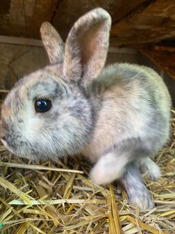 Zakrslé chovné králiky - 3