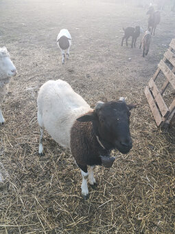 predam barana DORPER - 3