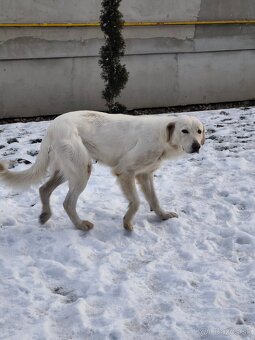 Slovenský čuvač - 3