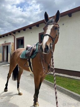 Predám 4 ročného valacha - 3