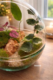 Biosféra, terrárium, rastlinné terárium - 3