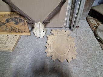 Predám Zhody, parožie,trofeje - 3