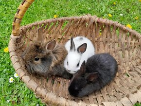 Zdrobnené králiky na predaj - 3
