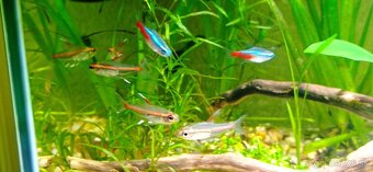 Predam akvarium - 3