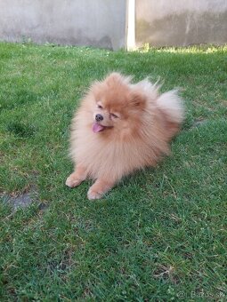 Pomeranian psik - 3