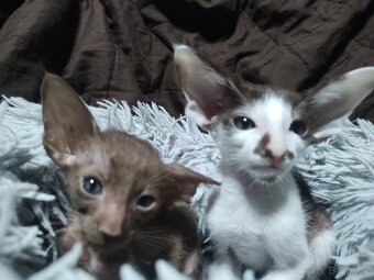 Orientálna kratkosrsta mačka OSH-Kubo - 3