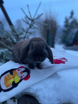 Zakrslý králík - 3