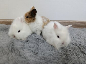 Zakrsly zajačik - 3