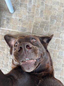 Hnedý Labrador na krytie - 3
