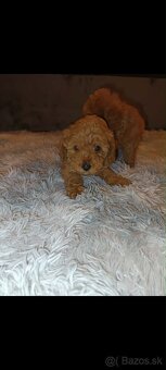 Toy pudel fenka / chalpec - 3