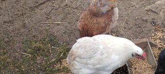 NV araucana - 3