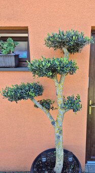 Predám olivovník bonsai - 3
