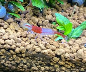 Krevetky Neocaridina davidi - Red Rili - 3