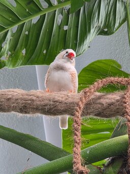 Nabízím zdarma 8 ks ptactva - 3