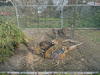 Bažant kráľovsky - 3