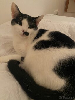 Darujem kocúrika - 3