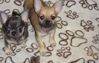 čivava krátkosrstá - 3