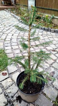 Vianočné stromčeky v kvetináči - 3