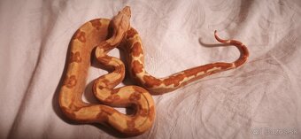 Velhad kralovsky sunglow - 3