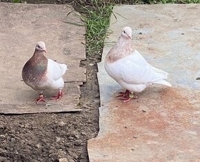 Predám holuby - 3