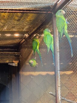 Alexander červenohlavý - 3