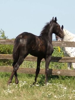 Appaloosa kobylka - 3