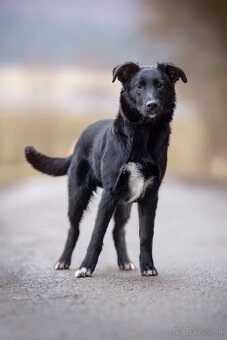 Darujem šteniatko - 3