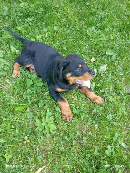Rotweiler, Rotvajler - 3