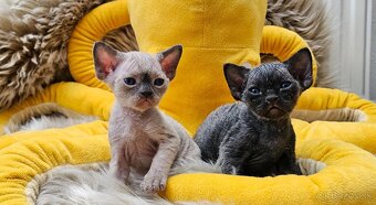 Devon rex koťátka s průkazem původu - 3