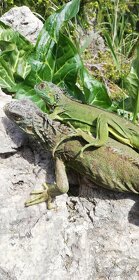 korytnačka leguán chameleón skorpion - 3
