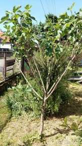 Figovník - Ficus Carica - 3